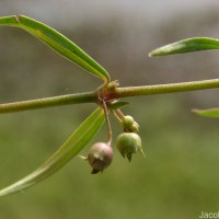 Oldenlandia herbacea (L.) Roxb.